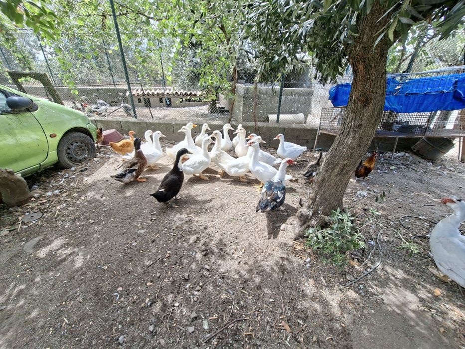 Patos,mudos e franceses.