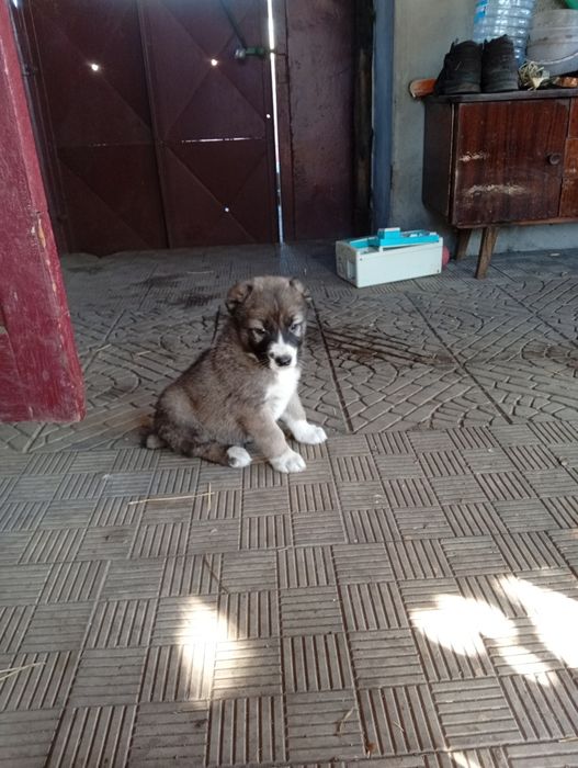 Продам щенков породы алабай САО