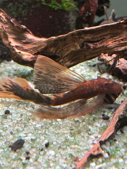 Peixe ancistrus juvenis