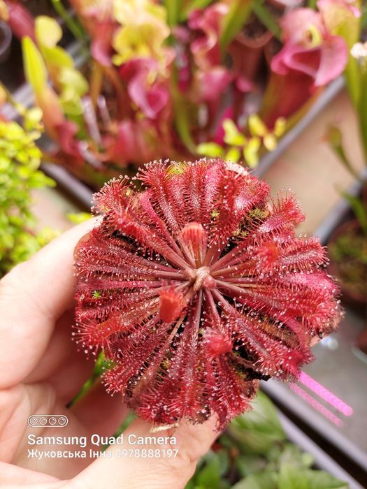 Насіння росянки СПРАВЖНЄ, хижа рослина