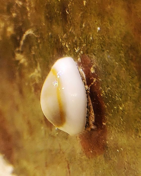 Cypraea annulus. Ślimak porcelanka. Morskie