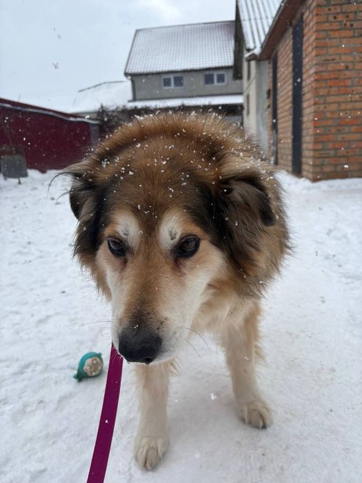 Пушистый красавчик! Крупный)