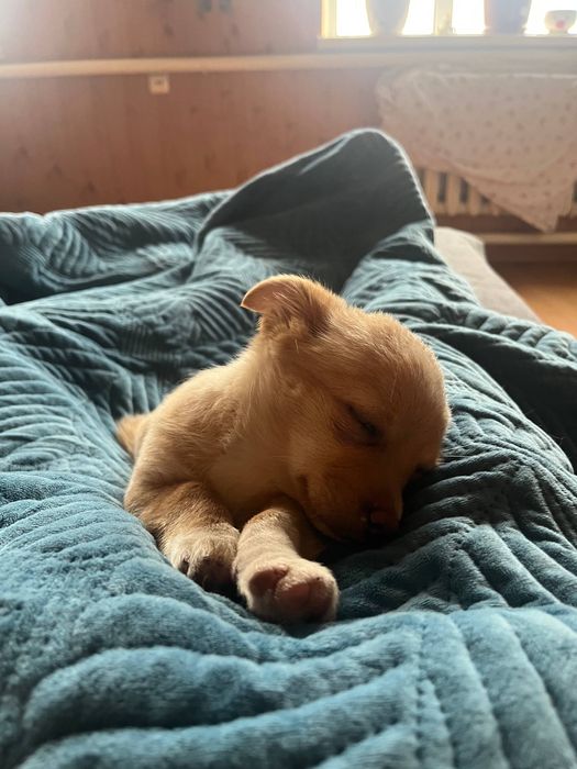 Віддам щеня у добрі руки