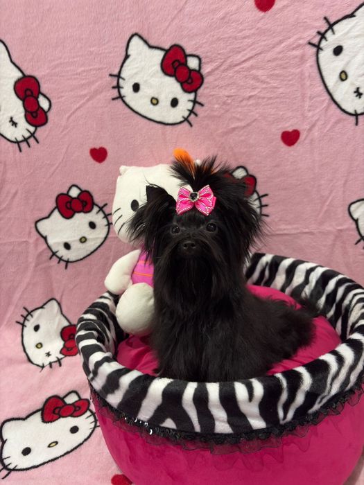 York black tan suczka 1.3kg