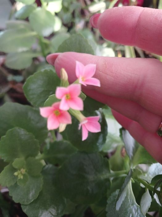 Великий вибір кімнатних рослин