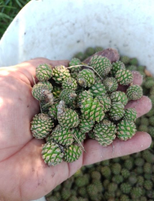 ОЛХ доставка.Зелена молода соснова шишка