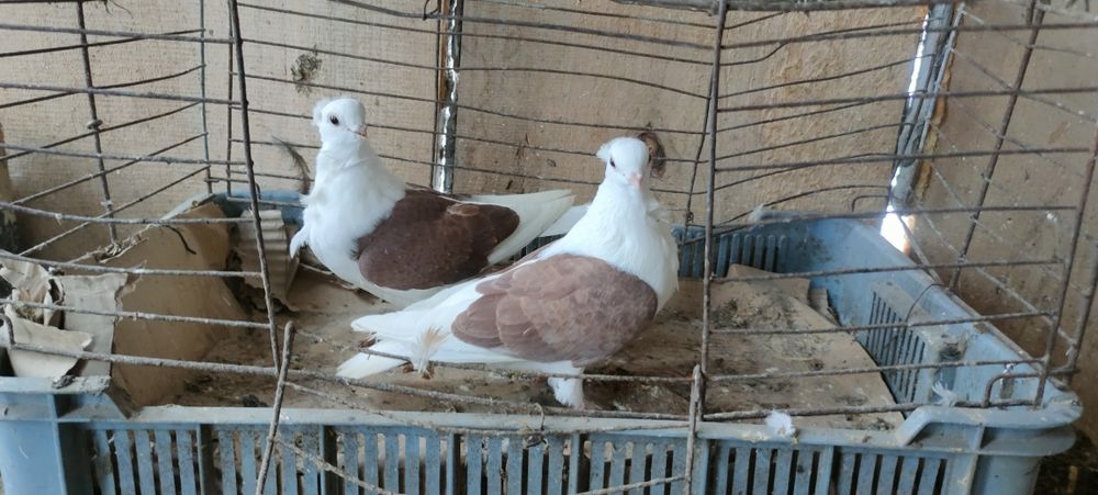 Sprzedam gołębie ozdobne