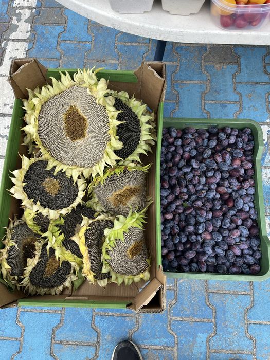 Ekologiczne warzywa i owocowe z poletka w Mirkowie ul. Kalinowa 3A