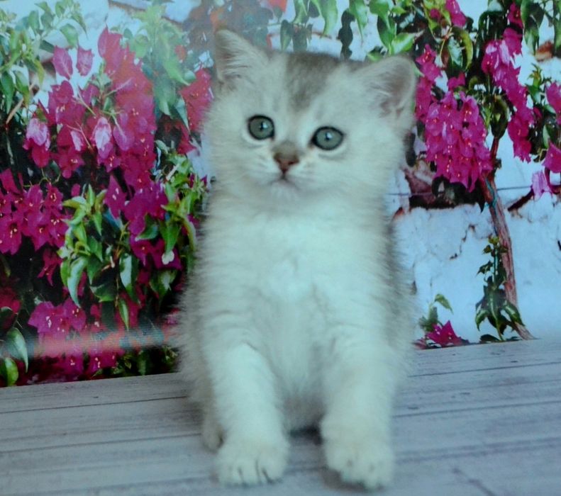 красиві породні сріблясті шиншили