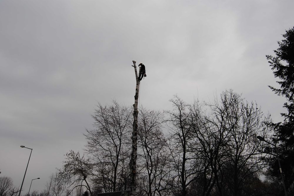 Wycinka drzew, metodą alpinistyczną lub tradycyjną.