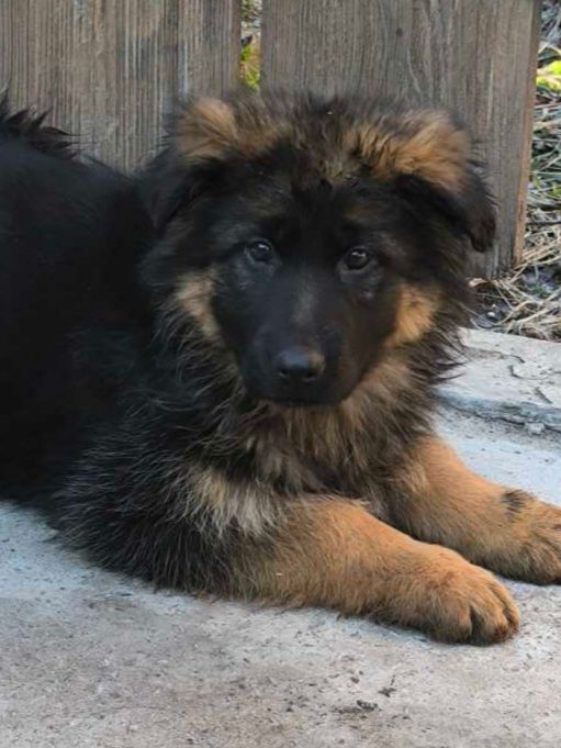 Щенки немецкой овчарки