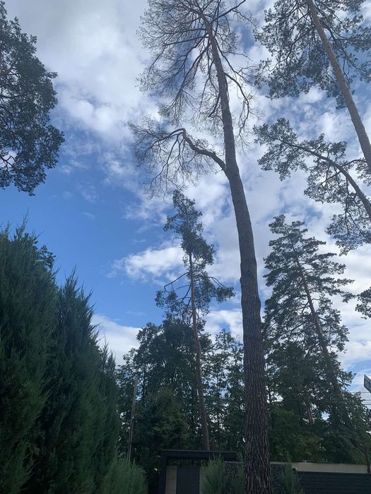 Видалення аварійних дерев Благоустрій Демонтаж. ПОКОС ТРАВИ