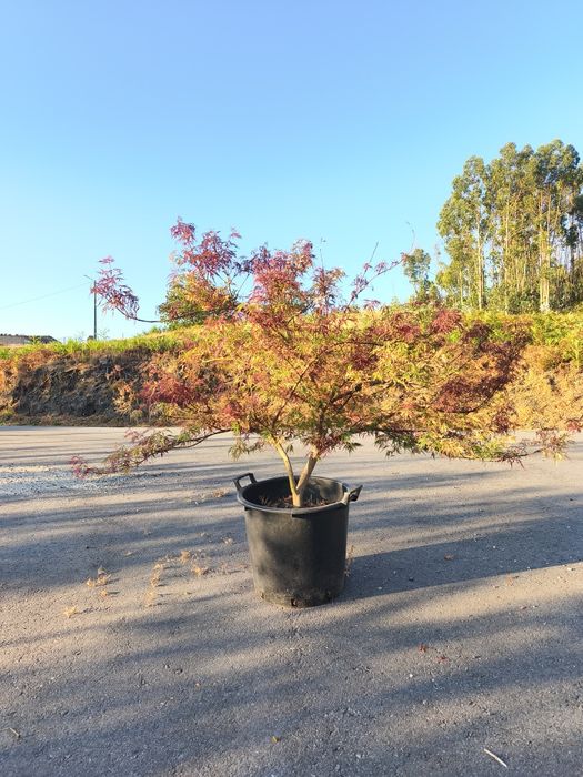 Acer Palmatum Dissectum (Vaso 30 Litros)