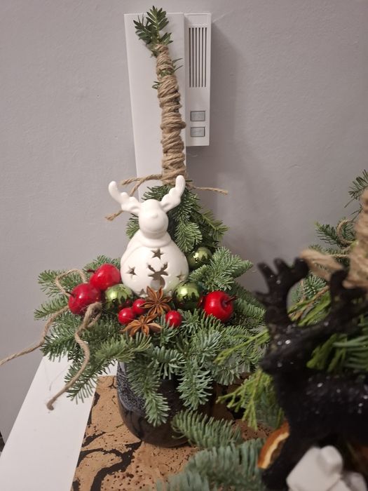 Stroiki świąteczne żywe