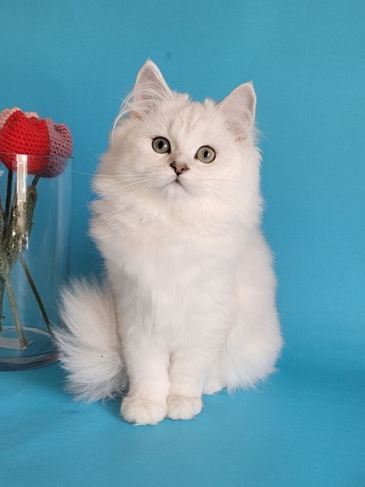 Британська срібляста шиншила кошенята