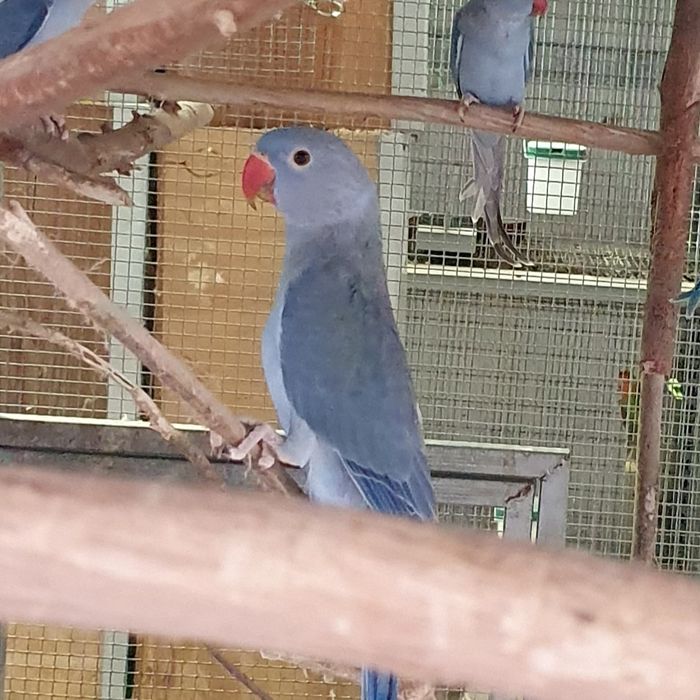 Ring Necks 2025 - Aves com documentação