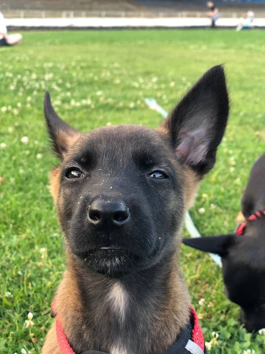 Бельгийская овчарка малинуа