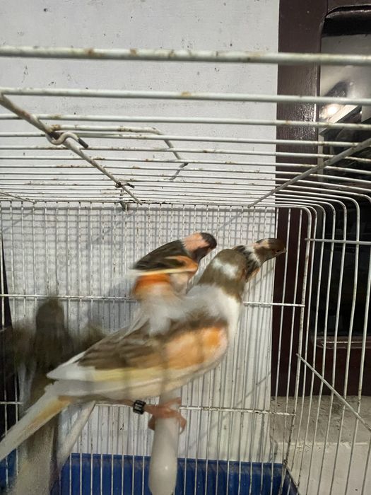 Canarios Arlequim portugues