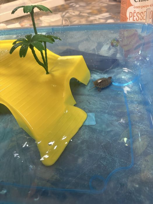 Tartarugueira tudo incluso