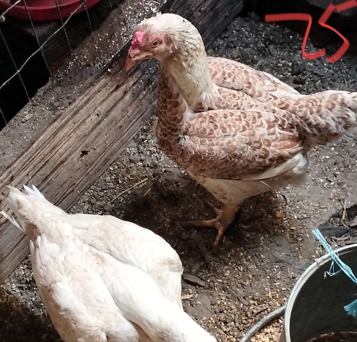 Aves de raça pura.