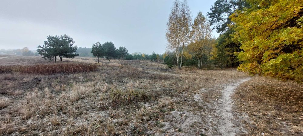 Przepiękna działka z lasem w Dobieszu - Widok 5