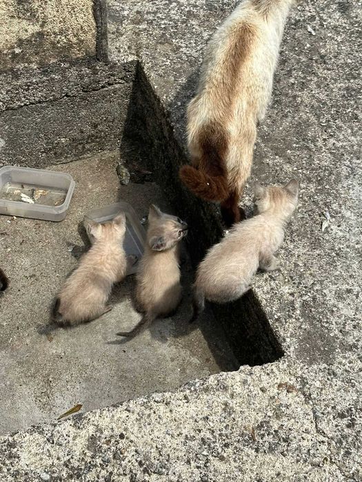 Adoção de Gatos Bebes