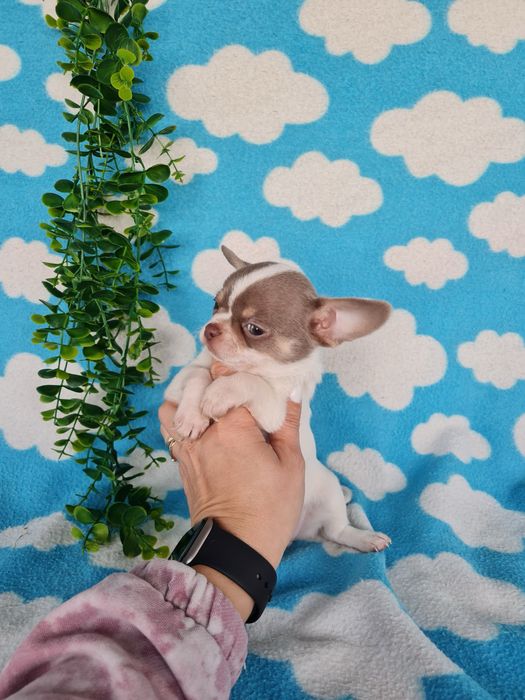 Estupenda mini menina chihuahua/chiuaua de Qualidade,LinhagemRussa