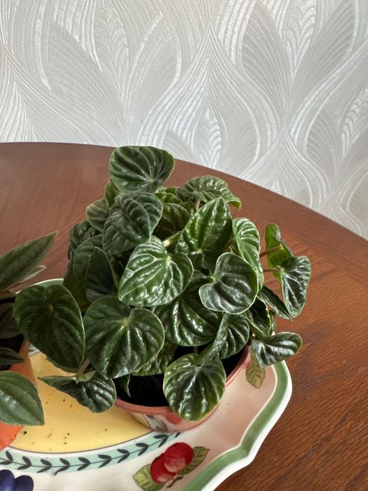 Пеперомия 2-х  видов