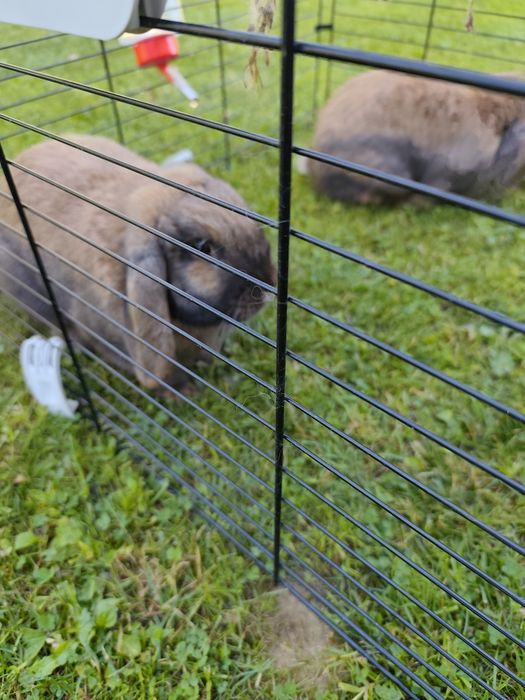 Samiczka Mini Lop