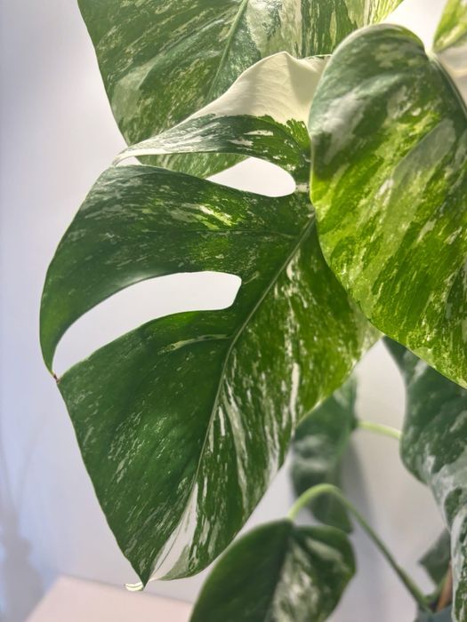 A1 - Monstera Variegata - cała roślina