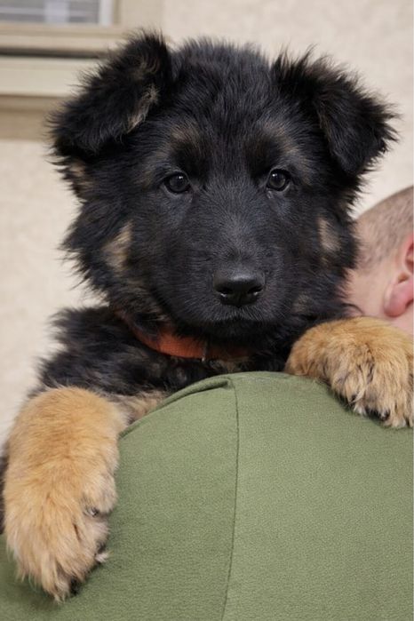 Продаются щенки немецкой д/ш овчарки