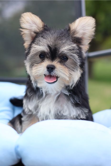 Yorkshire Terrier suczka paszport