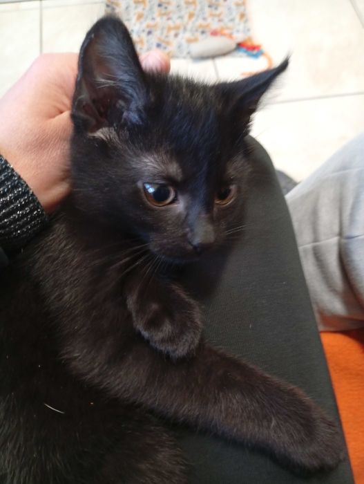 Rafik przecudny kiciuś