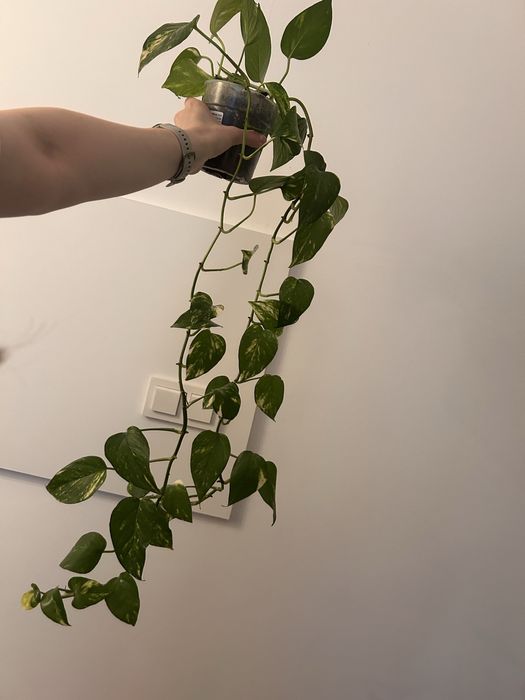 Epipremnum 2 odmiany REZERWACJA