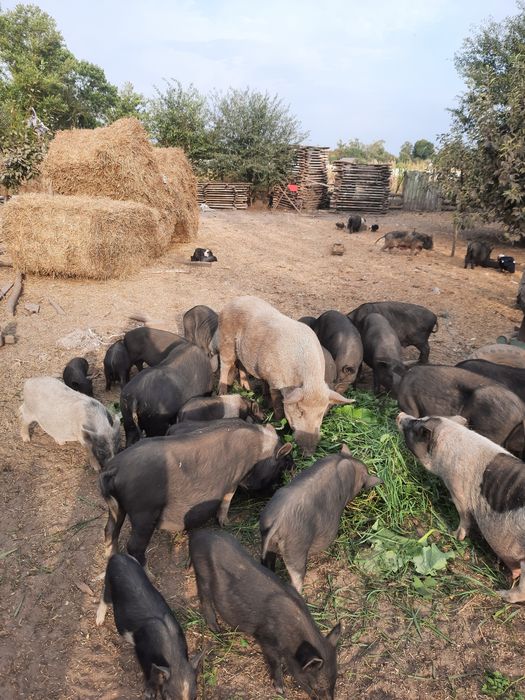 Продам поросят корейци