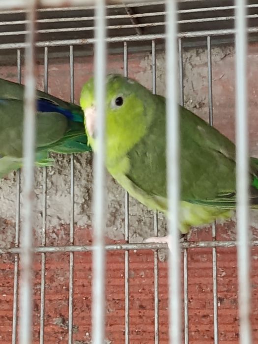 Um casal de Forpus, Bourkes, Kakarikis, Forpus