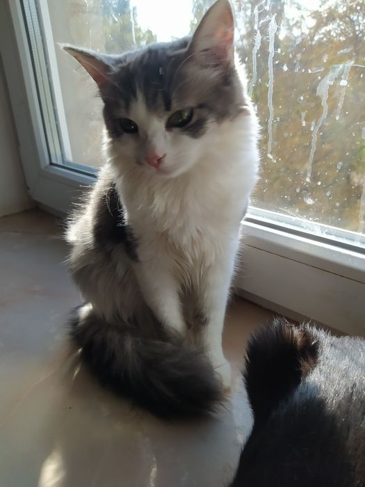 Прекрасная Агнешка