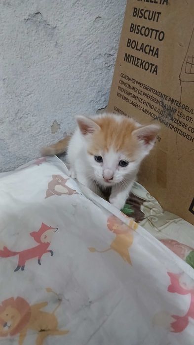 Gatinhos esperam por uma família