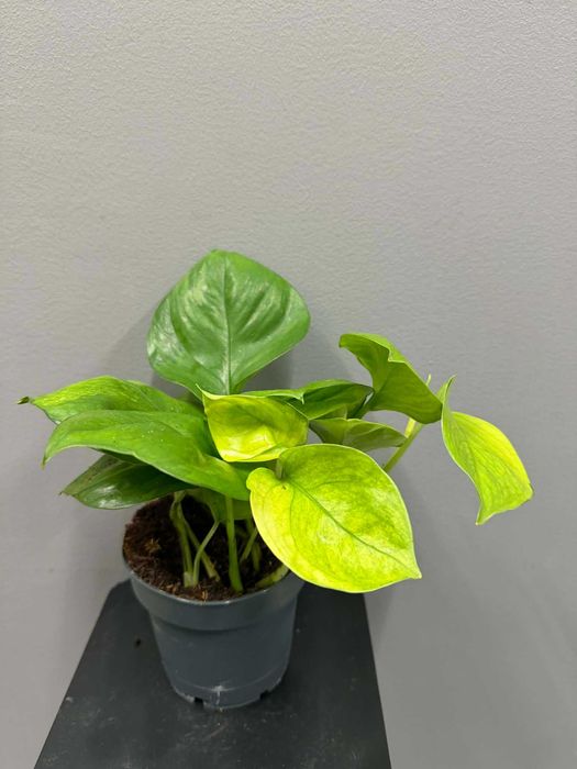 Epipremnum Lemon Top