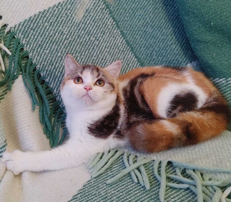 Marble calico Scottish straight дівчинка-киянка приємного характеру