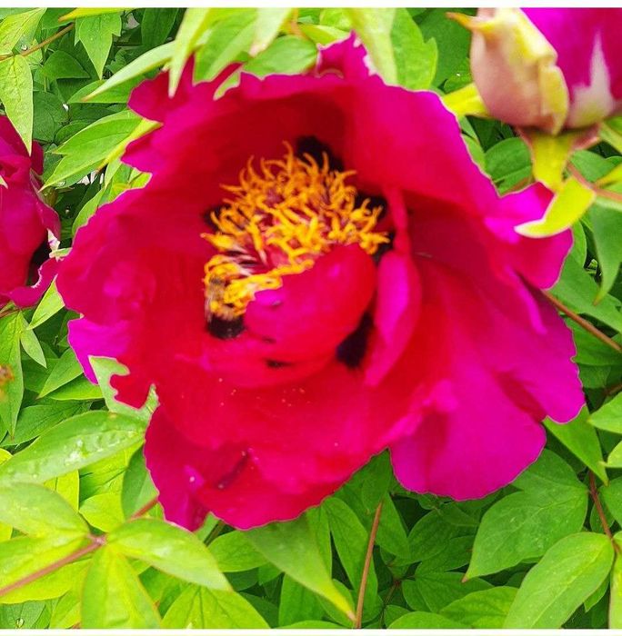 Різновид півоній