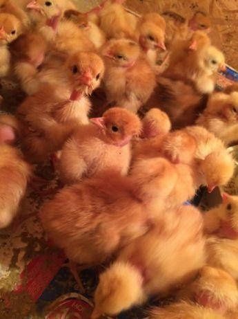 Продам курчата, голошийки