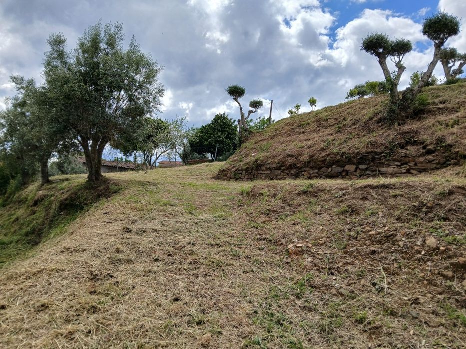 Serviços de silvicultura