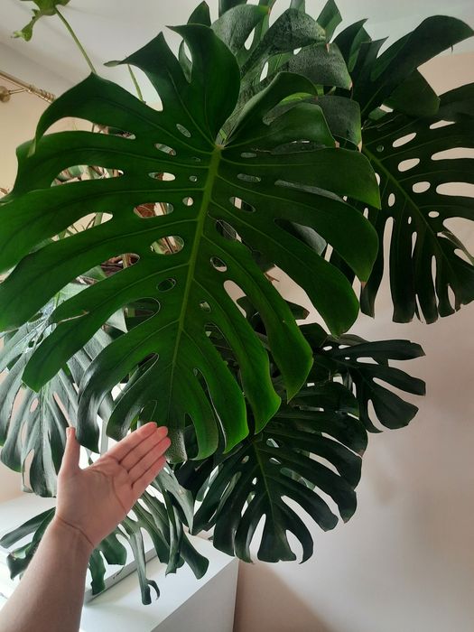 Monstera big form olbrzym