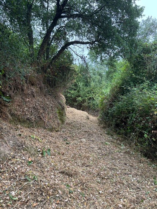 Serviços de silvicultura64628696210819121