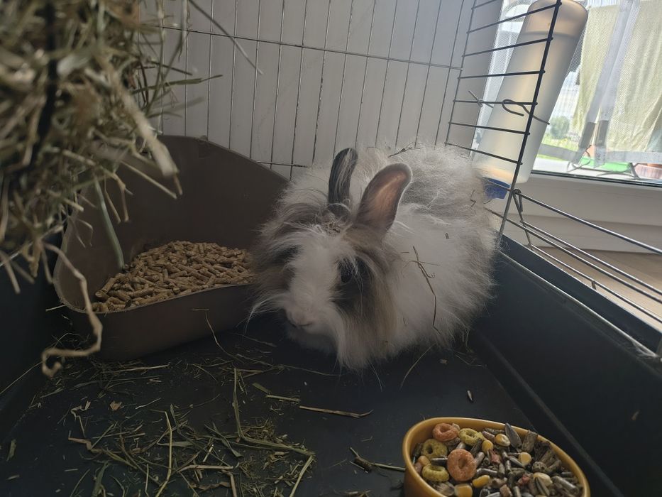 Sprzedam królika z całą klatką lub samego