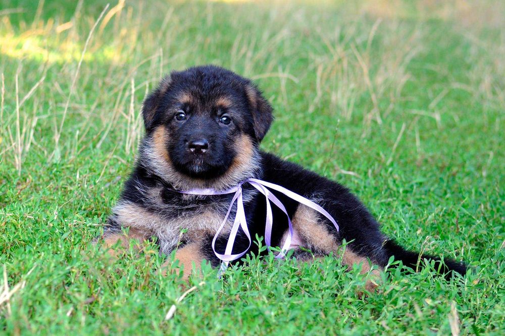 Цуценята німецької вівчарки з чудовим походженням! Кобелі та суки!