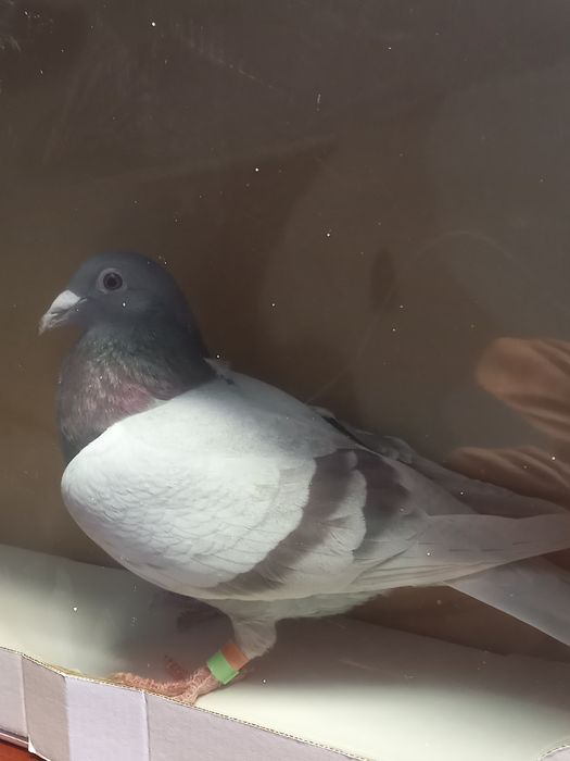 Gołębie pocztowe samice z rozpłodu