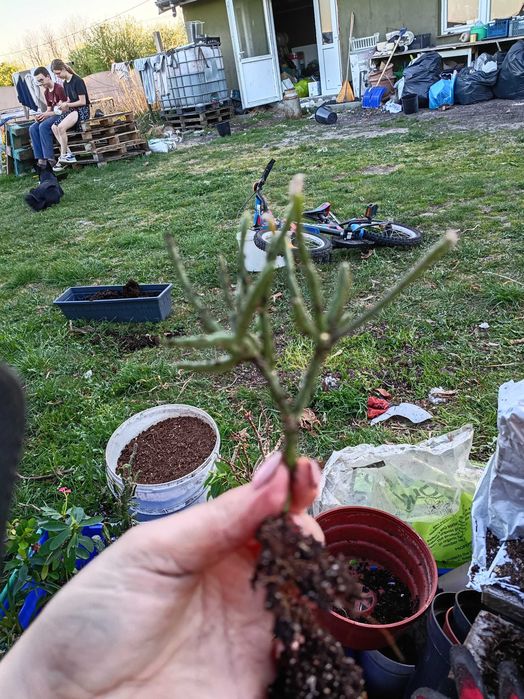 Rhipsalis , patyczak#3