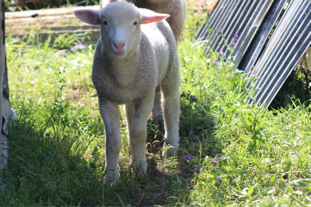 Borrego cruzado de ile de france